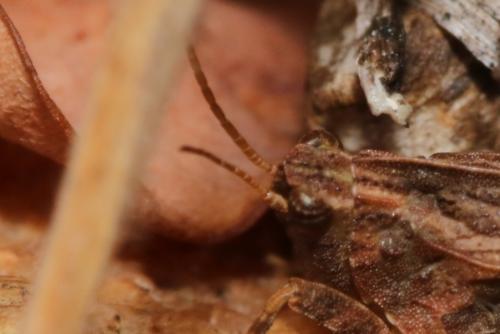 Réf. 329 417 : Tetrix undulata